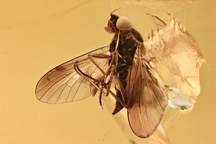 Detailed Fossil Dustywing and Predatory Snipe Fly In Baltic Amber #315579